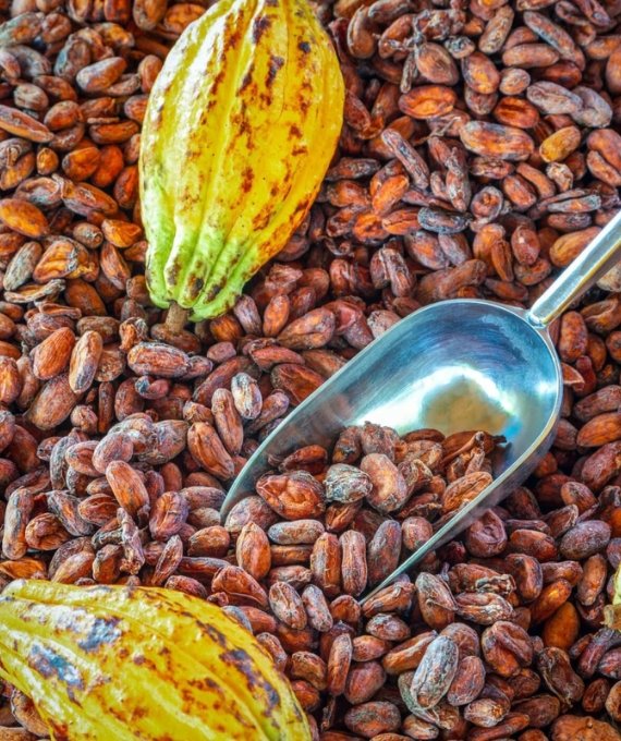 Cocoa Beans Exporter London